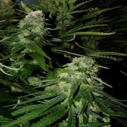 NORTHERN LIGHTS SPECIAL ·...