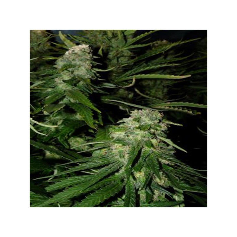 NORTHERN LIGHTS SPECIAL · K.C.Brains Seeds · cannabis seeds · Fem