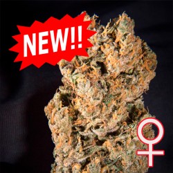 SPACE MANGO AUTO ·...