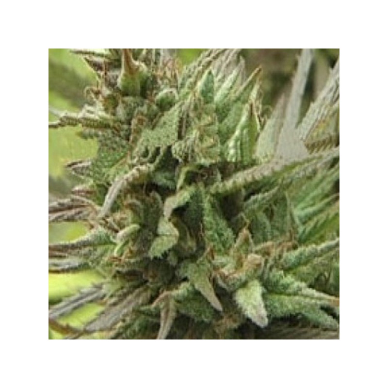 SPOTANICA · K.C.Brains Seeds · kenevir tohum · Disi · Fem