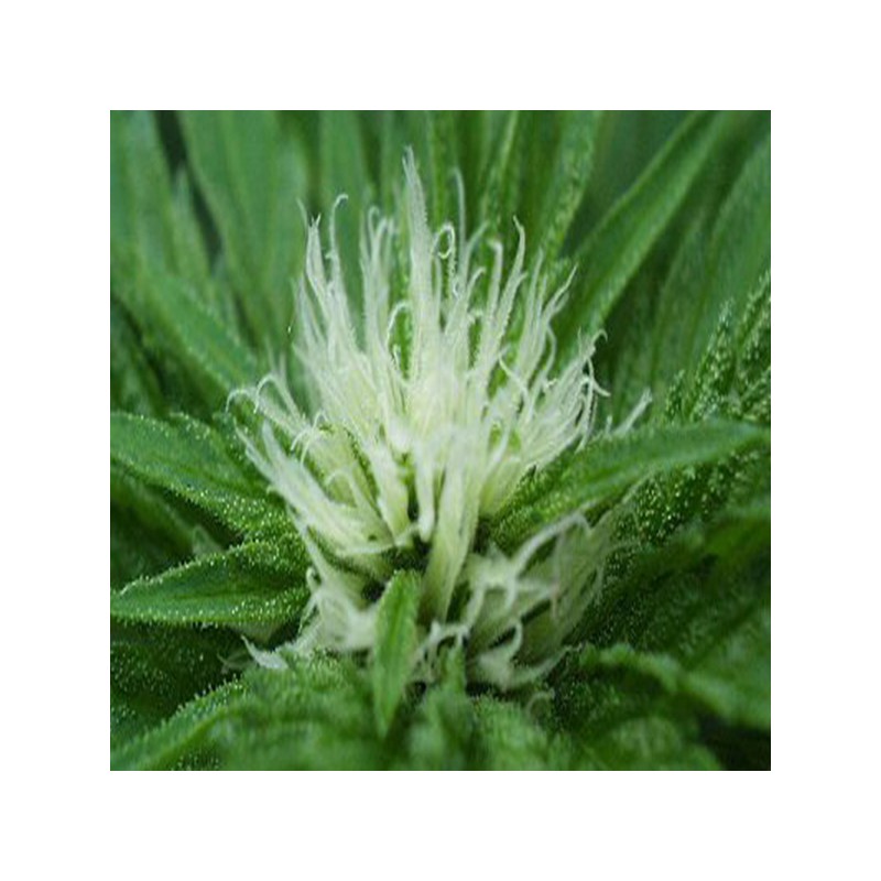 SWEET DREAMS · K.C.Brains Seeds · cannabis seeds · Fem