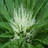 SWEET DREAMS · K.C.Brains Seeds · cannabis seeds · Fem