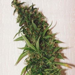 SWISS XT · K.C.Brains Seeds...