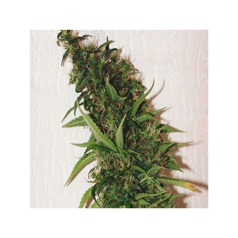 SWISS XT · K.C.Brains Seeds · cannabis seeds · Fem