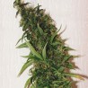 SWISS XT · K.C.Brains Seeds · cannabis seeds · Fem