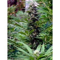 TNR · K.C.Brains Seeds ·...