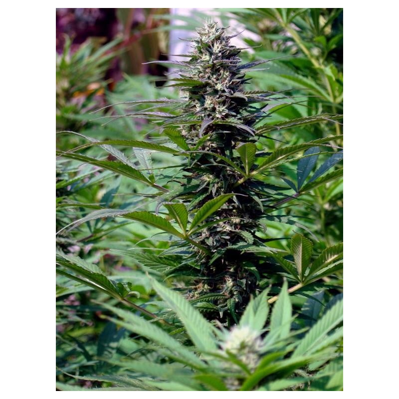 TNR · K.C.Brains Seeds · cannabis seeds · Fem