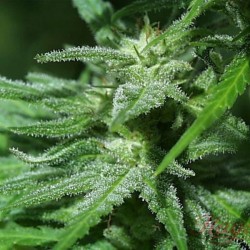 WHITE KC · K.C.Brains Seeds...