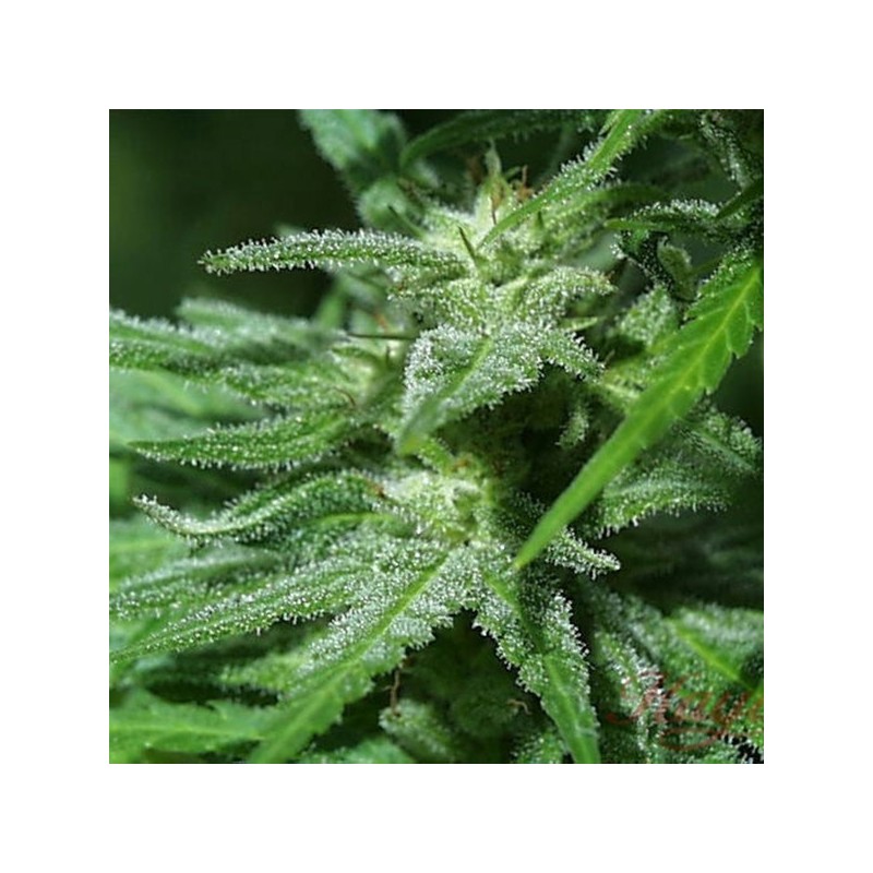 WHITE KC · K.C.Brains Seeds · cannabis seeds · Fem