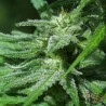 WHITE KC · K.C.Brains Seeds · cannabis seeds · Fem