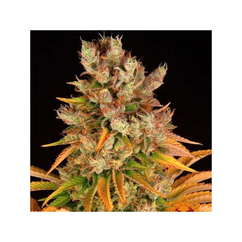 GMO · Dr Green Seeds · bulk cannabis seeds · Fem