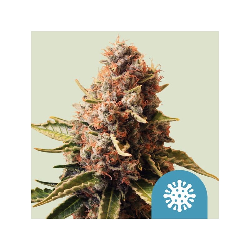 EUPHORIA · Royal Queen Seeds · kenevir tohum · Disi · Fem