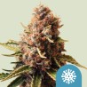 EUPHORIA · Royal Queen Seeds · kenevir tohum · Disi · Fem