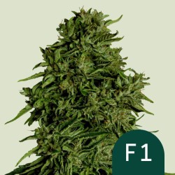 COSMOS F1 CBD ·  Royal...