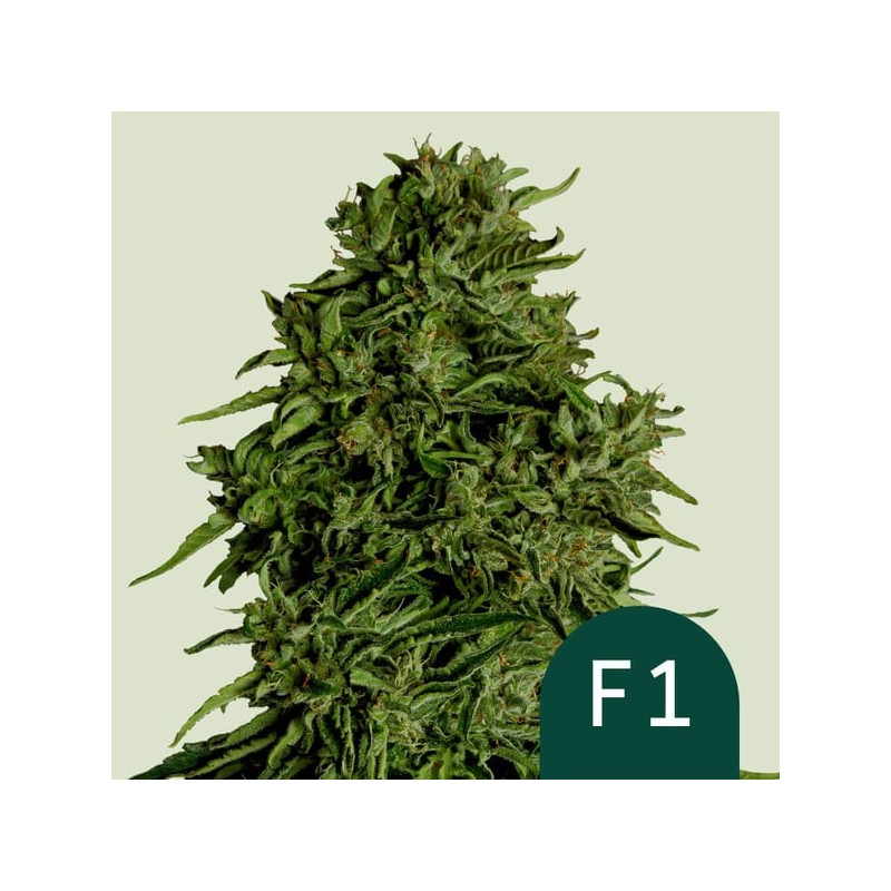 COSMOS F1 CBD ·  Royal Queen Seeds · kenevir tohum · Disi · AutoFem