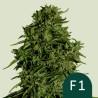 COSMOS F1 CBD ·  Royal Queen Seeds · kenevir tohum · Disi · AutoFem
