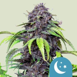 PURPLEMATIC CBD · Royal...