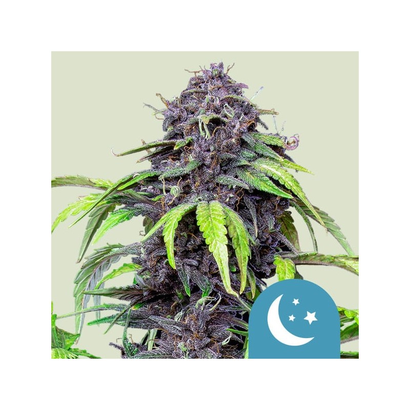 PURPLEMATIC CBD · Royal Queen Seeds · kenevir tohum · Disi · AutoFem