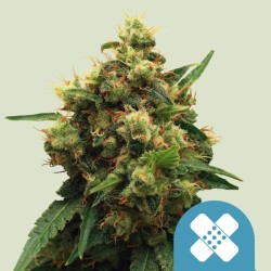PAINKILLER XL · Royal Queen...
