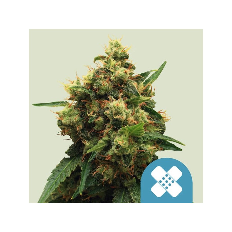PAINKILLER XL · Royal Queen Seeds · kenevir tohum · Disi · Fem