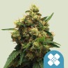 PAINKILLER XL · Royal Queen Seeds · kenevir tohum · Disi · Fem