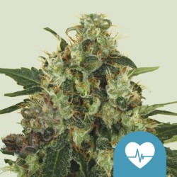 MEDICAL MASS · Royal Queen...