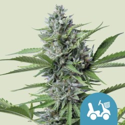 FAST EDDY AUTOMATIC CBD ·...