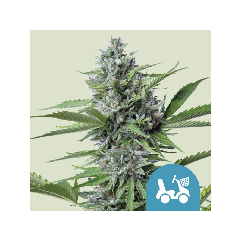 FAST EDDY AUTOMATIC CBD · Royal Queen Seeds · kenevir tohum · Disi · AutoFem