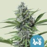 FAST EDDY AUTOMATIC CBD · Royal Queen Seeds · cannabis seeds · AutoFem