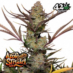 APPLE STRUDEL AUTO · FastBuds Seeds · kenevir tohum · Disi · AutoFem