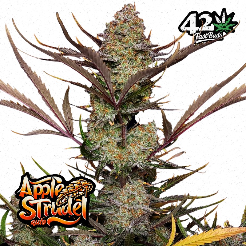 APPLE STRUDEL AUTO · FastBuds Seeds · kenevir tohum · Disi · AutoFem