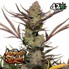 APPLE STRUDEL AUTO · FastBuds Seeds · cannabis seeds · AutoFem
