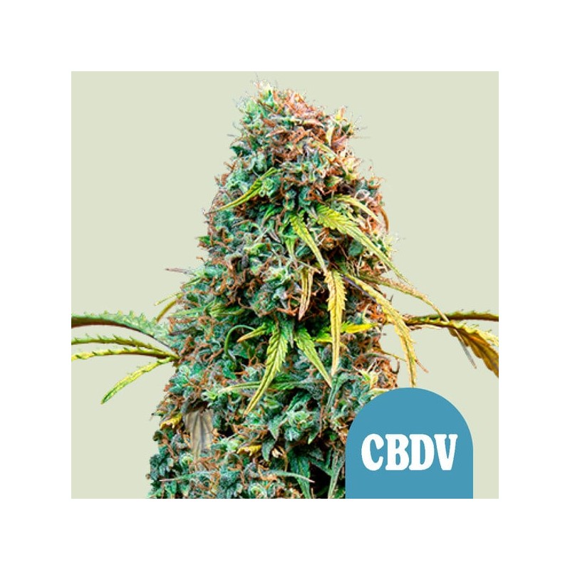 ROYAL CBDV AUTO · Royal Queen Seeds · cannabis seeds · AutoFem