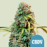 ROYAL CBDV AUTO · Royal Queen Seeds · kenevir tohum · Disi · AutoFem