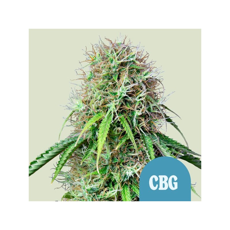 ROYAL CBG AUTO · Royal Queen Seeds · kenevir tohum · Disi · AutoFem