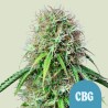 ROYAL CBG AUTO · Royal Queen Seeds · kenevir tohum · Disi · AutoFem