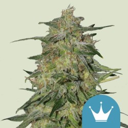 ROYAL HIGHNESS CBD · Royal...