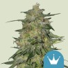 ROYAL HIGHNESS CBD · Royal Queen Seeds · kenevir tohum · Disi · Fem