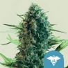 ROYAL MEDIC · Royal Queen Seeds · kenevir tohum · Disi · Fem