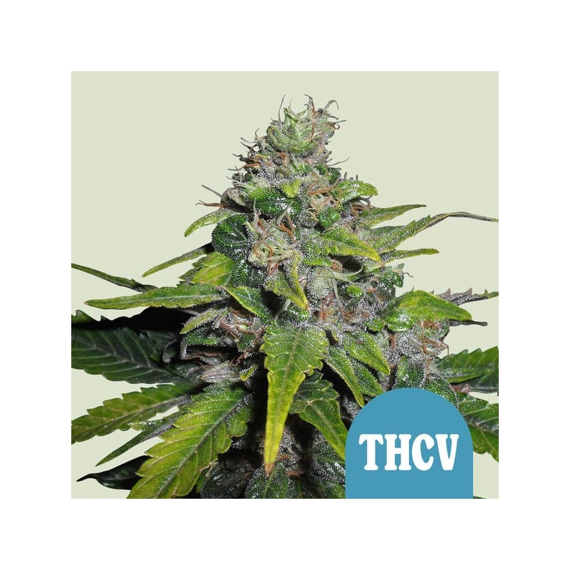 ROYAL THCV CBD · Royal Queen Seeds · kenevir tohum · Disi · Fem