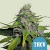 ROYAL THCV CBD · Royal Queen Seeds · kenevir tohum · Disi · Fem