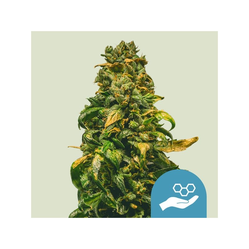 SOLOMATIC CDB · Royal Queen Seeds · kenevir tohum · Disi · AutoFem