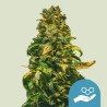 SOLOMATIC CDB · Royal Queen Seeds · kenevir tohum · Disi · AutoFem