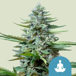 STRESS KILLER AUTOMATIC CDB...