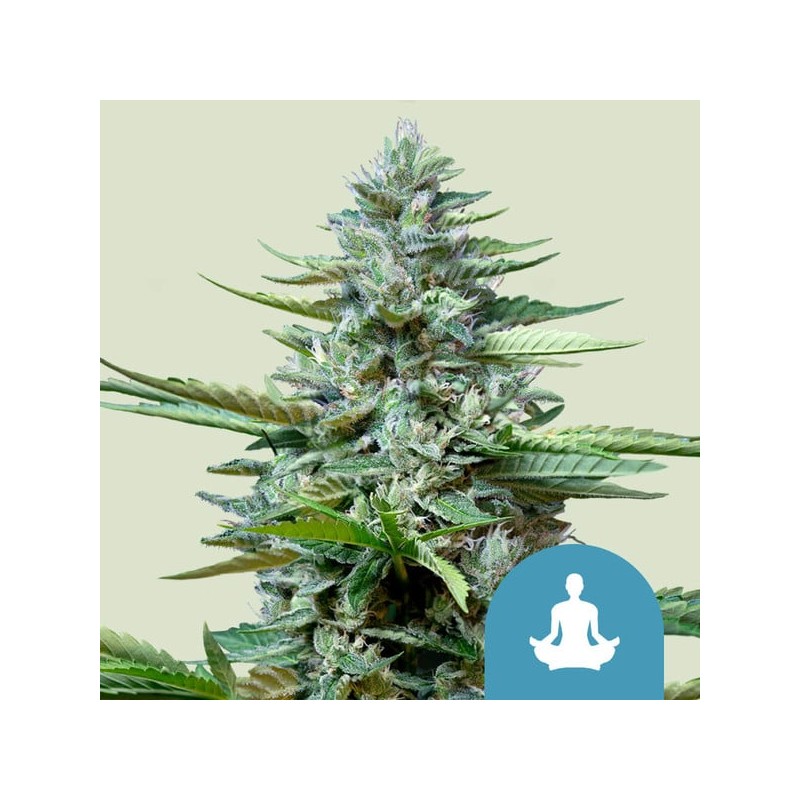 STRESS KILLER AUTOMATIC CDB · Royal Queen Seeds · kenevir tohum · Disi · AutoFem