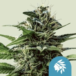 TATANKA PURE CBD · Royal...