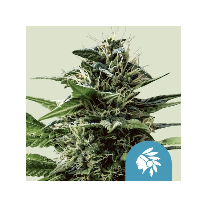 TATANKA PURE CBD · Royal Queen Seeds · kenevir tohum · Disi · Fem