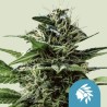 TATANKA PURE CBD · Royal Queen Seeds · kenevir tohum · Disi · Fem