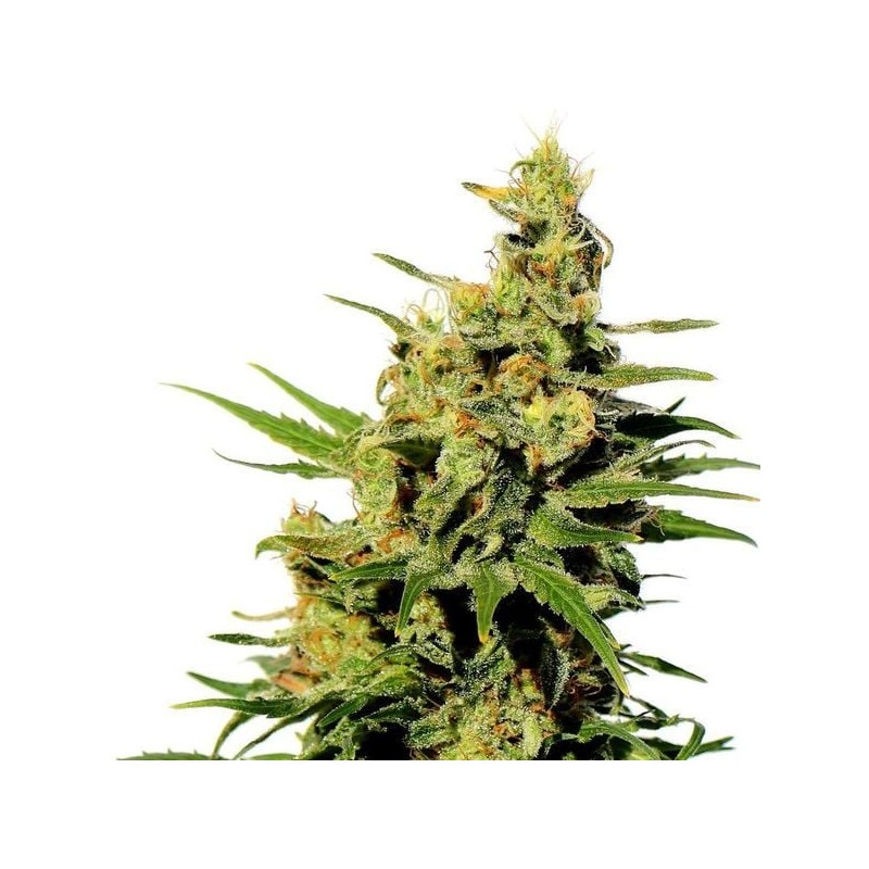 BCN DIESEL CBD · Kannabia Seed Company · kenevir tohum · Disi · Fem