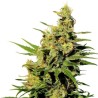 BCN DIESEL CBD · Kannabia Seed Company · cannabis seeds · Fem